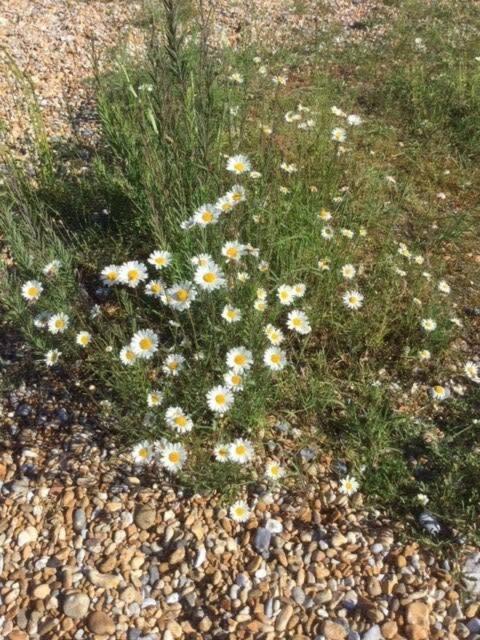 Mariner'S Cottage - On Kingsdown Beach Deal Exteriör bild